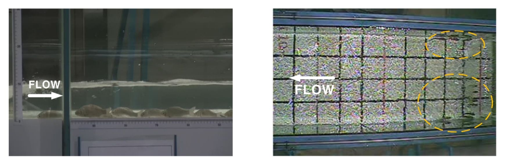 Ucrit Determination of Critical Swimming Velocity for Crucian Carp for ...